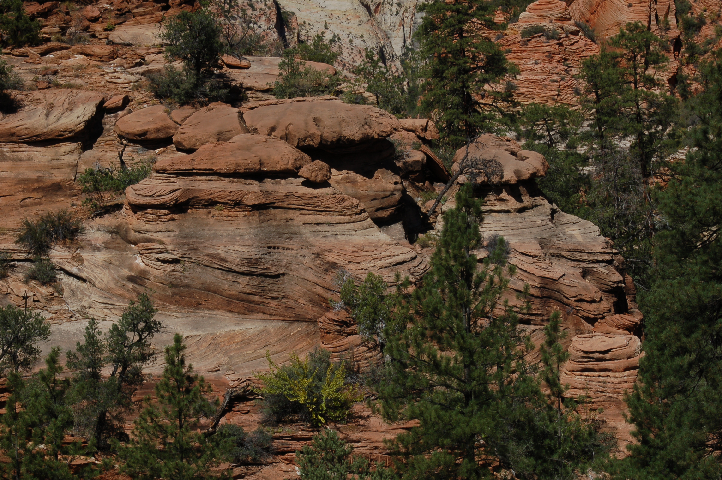 Zion NP